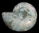 Inch Silver Iridescent Ammonite From Madagascar #4121-2